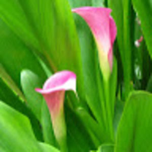 Meet your Posher, Suzanne